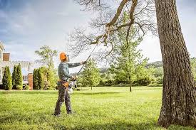  Jackson, KY Tree Care Pros