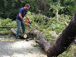 Best Storm Damage Tree Cleanup  in Jackson, KY