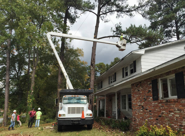 Best Arborist Consultation Services  in Jackson, KY