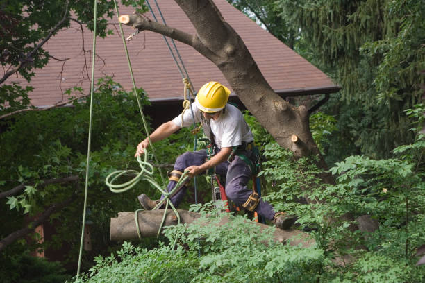 Best Tree Health Inspection  in Jackson, KY