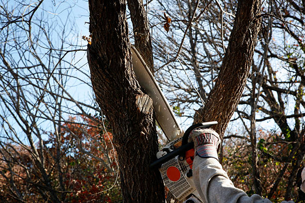 How Our Tree Care Process Works  in  Jackson, KY