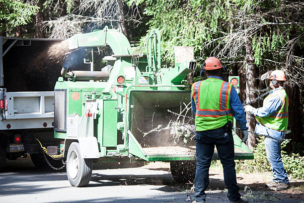 Best Tree Maintenance Programs  in Jackson, KY