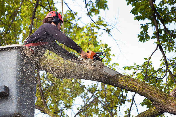 Best Weed Control  in Jackson, KY