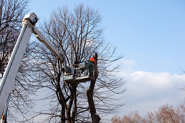 Professional Tree Care in Jackson, KY