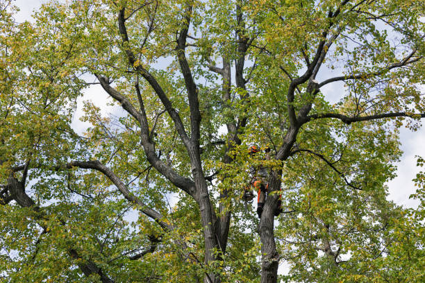 Best Tree Risk Assessment  in Jackson, KY